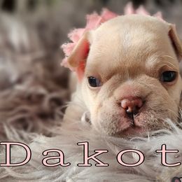 Dakota - Cream French Bulldog puppy in Winston Salem, North Carolina from Elegant East Coast French Bulldogs