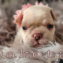 Dakota - Cream French Bulldog puppy in Winston Salem, North Carolina from Elegant East Coast French Bulldogs