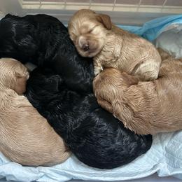 Cocker Spaniel puppies from Abundance of Joy LLC Cocker Spaniels