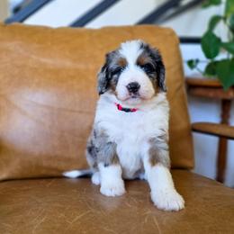 Berry - Blue merle female Bernedoodle puppy in Moses Lake, Washington from Macy Meadows Doodles