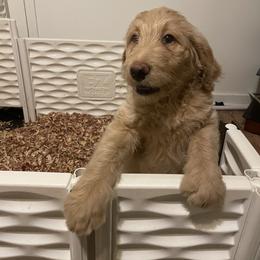 Labradoodle Puppies from CC Labradoodles
