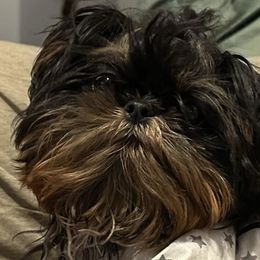 Thor - Shih Tzu