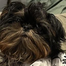 Thor - Shih Tzu