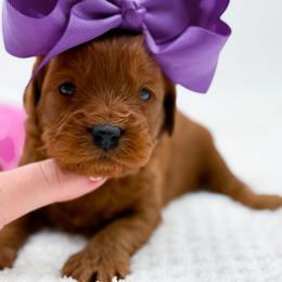 Cinnamon - Red  female Goldendoodle puppy in North Carolina from NC Doodle Puppies