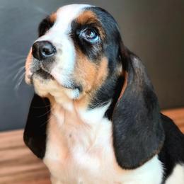 Sadie - Black tan and white female Basset Hound puppy in Lebanon, Ohio from Lady Mae Bassets