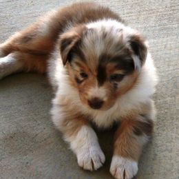 Australian Shepherd Puppies from Palomino Australian Shepherds
