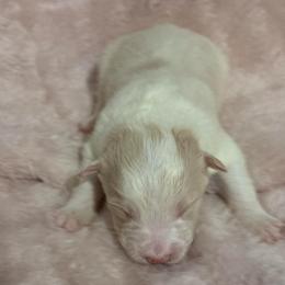 Zeus - White and gold male Border Collie puppy in Mckinney, Texas from Border Collies of Ruidoso
