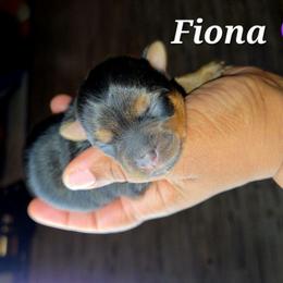 FIONA - Blue and gold female Yorkshire Terrier puppy in Eastpointe, Michigan from TLC Kennels TenderLittleCuties