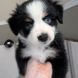 Blackberry - Black tri male Toy Australian Shepherd puppy in Lakeland, Florida from Under the Oak Aussies