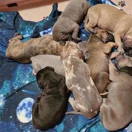 German Shepherd and Great Dane Puppies from White Pine Acres K9