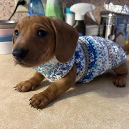 Dachshund Puppies from Cains River Valley Dachshunds