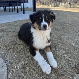 Australian Shepherd Puppies from Heritage Australian Shepherds