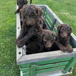 Assorted Doodle Crosses, Australian Labradoodle, Goldendoodle, and Newfoundland Puppies from Twin Sisters Doodles