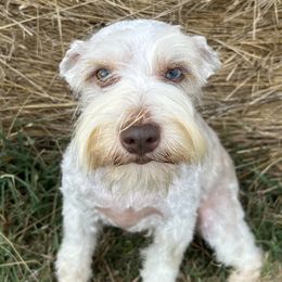 Miniature Schnauzers and Poodles from LR&R Dog Co.