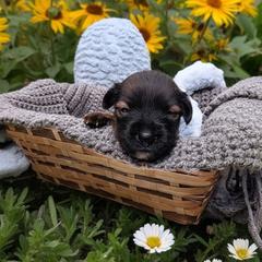 Halima (coated F) - Black and white female Xoloitzcuintli puppy in Atwater, California from Cen Cal Xoloitzcuintle