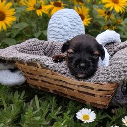 Halima (coated F) - Black and white female Xoloitzcuintli puppy in Atwater, California from Cen Cal Xoloitzcuintle