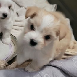 Golden Child - White and tan male Morkie puppy in Gloucester, Virginia from Jenkins Morkies