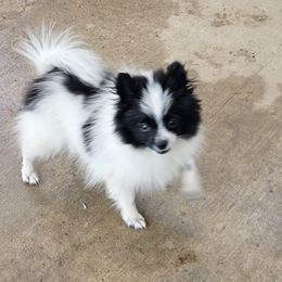 Lord Farquad - Black parti male Pomeranian puppy in Laredo, Texas from SASH Poms