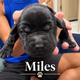 Miles - Black male Labrador Retriever puppy in Baldwin City, Kansas from Hedge Lane Labradors