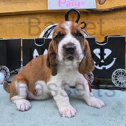 Page - Brown and white female Basset Hound puppy in Big Rapids, Michigan from Basket Hound Bassets