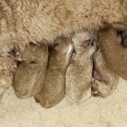 Amber - Apricot female Poodle puppy in Lakeland, Florida from Gulfside Poodles