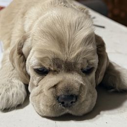 Boy 1 - Buff male Cocker Spaniel puppy in Victor, Montana from Stargazer Kennel