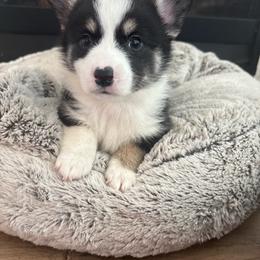 Timon - Black and tan male Pembroke Welsh Corgi puppy in Washington from KB Corgis