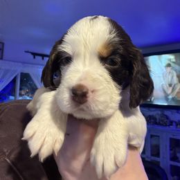 Pink collar - Liver white and tan female English Springer Spaniel puppy in Elma, Washington from McCartney Springer’s