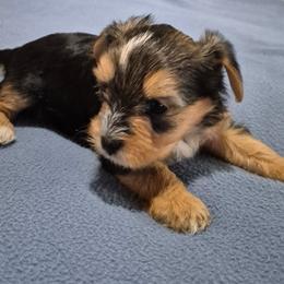 Puppy 2 - Parti male Yorkshire Terrier puppy in Newnan, Georgia from Yorkie Tales