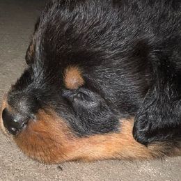 Blue Boy - Rottweiler puppy from Wildhaven Rottweilers