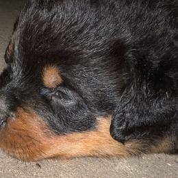 Blue Boy - Rottweiler puppy from Wildhaven Rottweilers