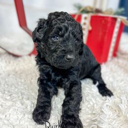 Quirky - Black male Goldendoodle puppy in Grove, Oklahoma from Guinn Family Farms