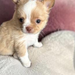 Chihuahua Puppies from Home Grown Chihuahuas From Iowa