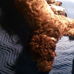 Goldendoodle Puppies from Baby Bell Doodles