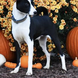 Panda - Basenji