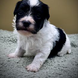 Zipper - Black and white male Havanese puppy in Hendersonville, North Carolina from Kim's Cove Dog Co.