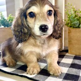 Green collar male - Cream male Dachshund puppy in Wylie, Texas from Karas Royal Dachshunds