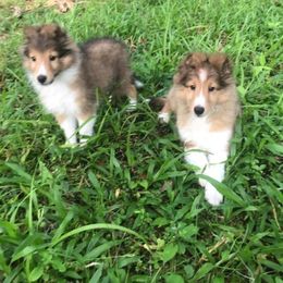 Shetland Sheepdogs from Pacific Shelties