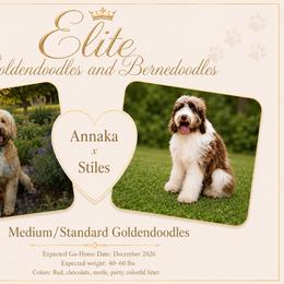 Bernedoodle puppies from Elite Goldendoodles and Bernedoodles