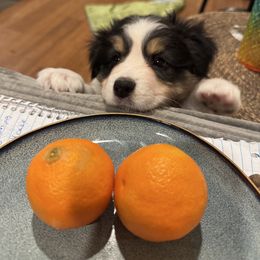3 - Black tri-color female Australian Shepherd puppy in Dayton, Ohio from Willowlake Australian Shepherds