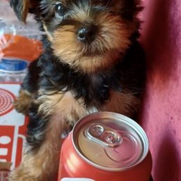 Maltipoos, Morkies, and Yorkipoos from Morkies and Yorkie-poos of Louisiana