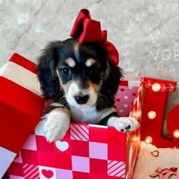 Eggnog - Black and cream female Dachshund puppy in Sioux Rapids, Iowa from VOB Doxie