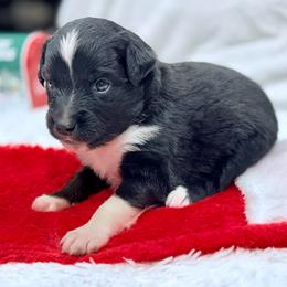 Red collar with tail - Black tri male Miniature Australian Shepherd puppy in 32046, Florida from River Hill Ranch