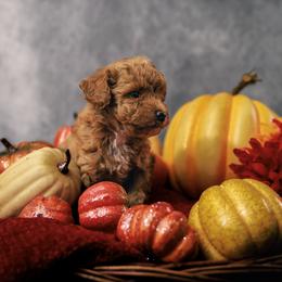 Simba - Apricot male Poodle puppy in Newborn, Georgia from Majestail Companions Co