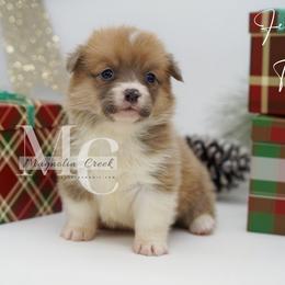 Indigo (Female 1) Tail - Sable female Pembroke Welsh Corgi puppy in Straughn, Alabama from Magnolia Creek Corgis