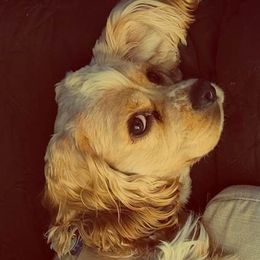 Sir Princeton - Cocker Spaniel