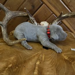 Boy 1 - Silver gray male Weimaraner puppy in Appling, Georgia from Georgia Line Weimaraners