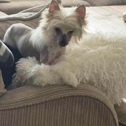 Chromeo - Slate male Chinese Crested puppy in Dublin, California from Show Style Chinese Cresteds