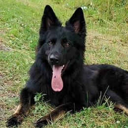 German Shepherds from Leylah's German Shepherd Dogs