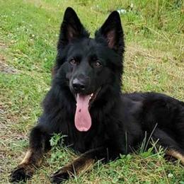German Shepherds from Leylah's German Shepherd Dogs